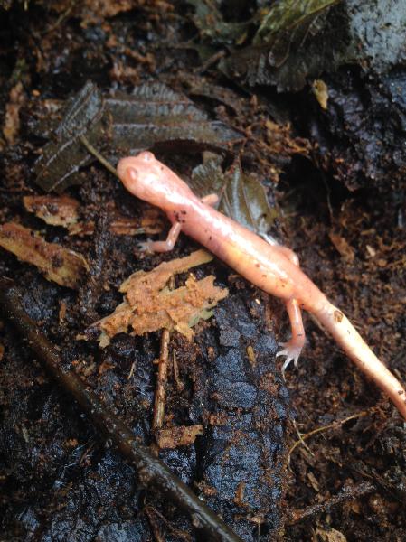 Photo of Ensatina eschscholtzii by <a href="http://www.stanleyparkecology.ca">Stanley Park Ecology Society</a>